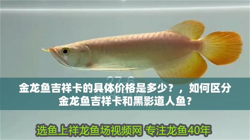 金龍魚吉祥卡的具體價格是多少？，如何區分金龍魚吉祥卡和黑影道人魚？
