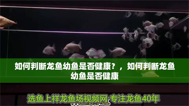 如何判斷龍魚幼魚是否健康？，如何判斷龍魚幼魚是否健康 如何判斷龍魚幼魚是否健康？，如何判斷龍魚幼魚是否健康 龍魚百科