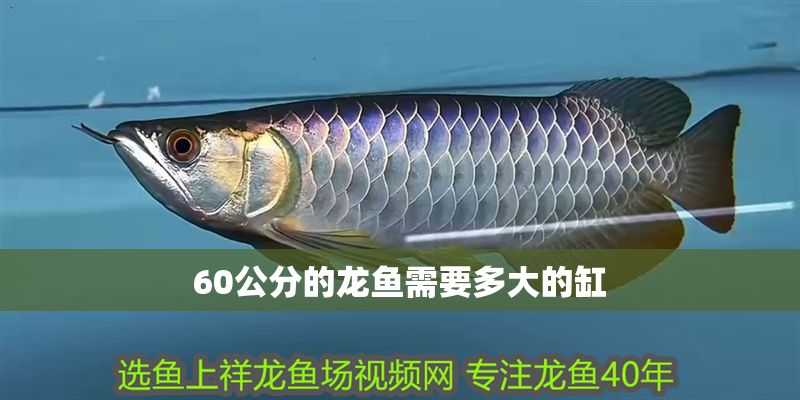 60公分的龍魚需要多大的缸 60公分的龍魚需要多大的缸 龍魚百科 第1張