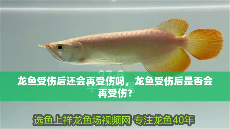 龍魚受傷后還會再受傷嗎，龍魚受傷后是否會再受傷？