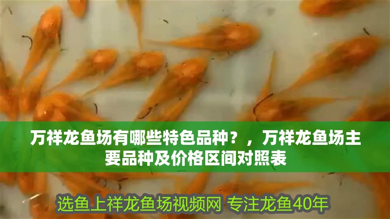 萬祥龍魚場有哪些特色品種？，萬祥龍魚場主要品種及價格區間對照表