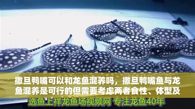 撒旦鴨嘴可以和龍魚混養嗎，撒旦鴨嘴魚與龍魚混養是可行的但需要考慮兩者食性、體型及對環境要求