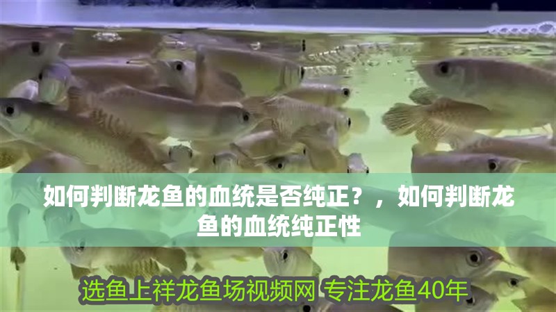 如何判斷龍魚的血統是否純正？，如何判斷龍魚的血統純正性