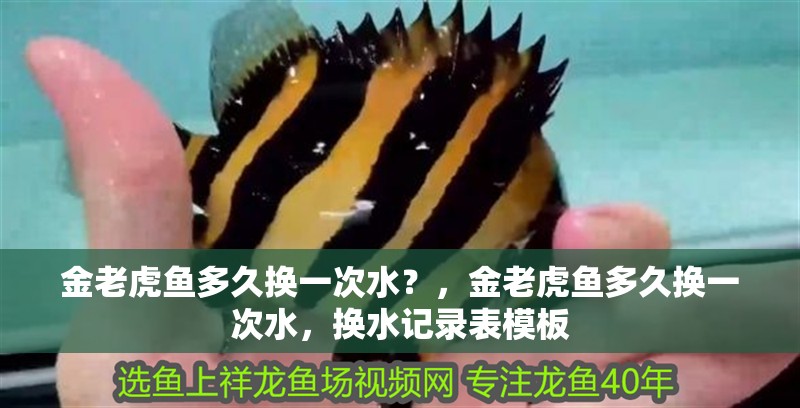 金老虎魚多久換一次水？，金老虎魚多久換一次水，換水記錄表模板 金老虎魚多久換一次水？，金老虎魚多久換一次水，換水記錄表模板 龍魚百科