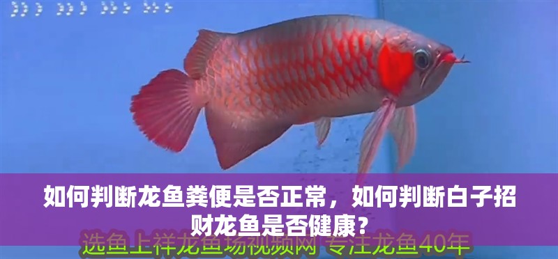如何判斷龍魚糞便是否正常，如何判斷白子招財龍魚是否健康？