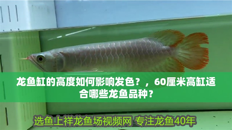 龍魚缸的高度如何影響發色？，60厘米高缸適合哪些龍魚品種？ 龍魚缸的高度如何影響發色？，60厘米高缸適合哪些龍魚品種？ 龍魚百科
