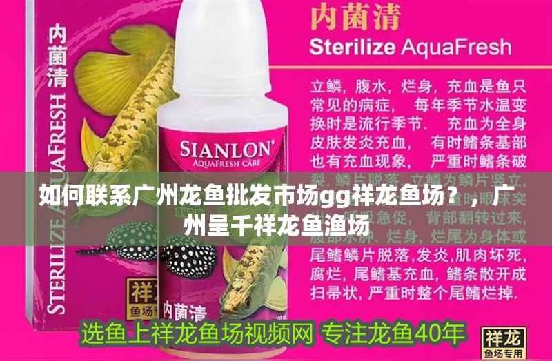 如何聯系廣州龍魚批發市場gg祥龍魚場？，廣州呈千祥龍魚漁場 如何聯系廣州龍魚批發市場gg祥龍魚場？，廣州呈千祥龍魚漁場 龍魚百科