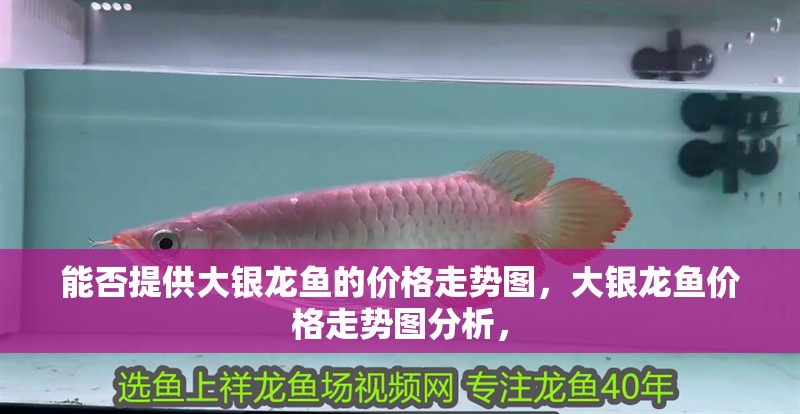 魚缸過濾器選購指南:自制魚缸過濾器魚缸上置過濾器對于養魚愛好者的必備知識 能否提供大銀龍魚的價格走勢圖,大銀龍魚價格走勢圖分析, 龍魚百科 能否提供大銀龍魚的價格走勢圖,大銀龍魚價格走勢圖分析, 能否提供大銀龍魚的價格走勢圖,大銀龍魚價格走勢圖分析, 龍魚百科