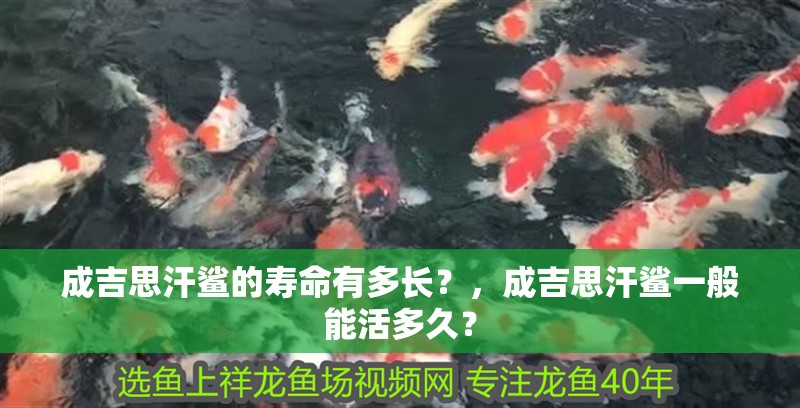 成吉思汗鯊的壽命有多長(zhǎng)？，成吉思汗鯊一般能活多久？ 成吉思汗鯊的壽命有多長(zhǎng)？，成吉思汗鯊一般能活多久？ 龍魚百科