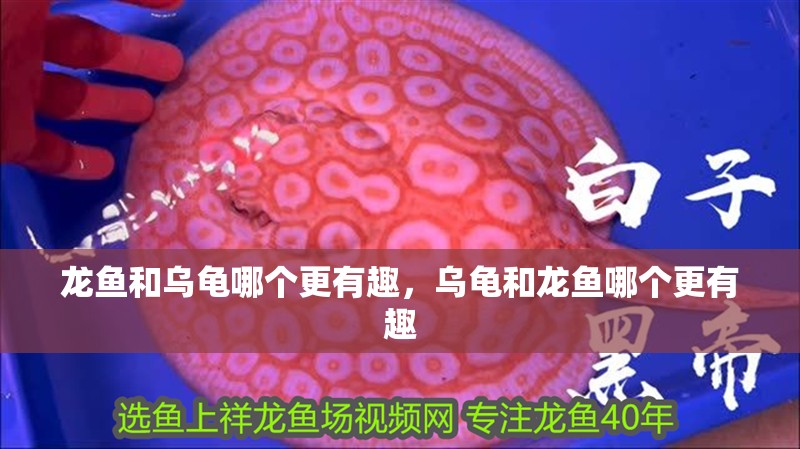 詳細閱讀:龍魚和烏龜哪個更有趣,烏龜和龍魚哪個更有趣 龍魚和烏龜哪個更有趣,烏龜和龍魚哪個更有趣