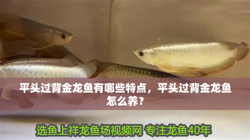 平頭過背金龍魚有哪些特點，平頭過背金龍魚怎么養？ 平頭過背金龍魚有哪些特點，平頭過背金龍魚怎么養？ 龍魚百科