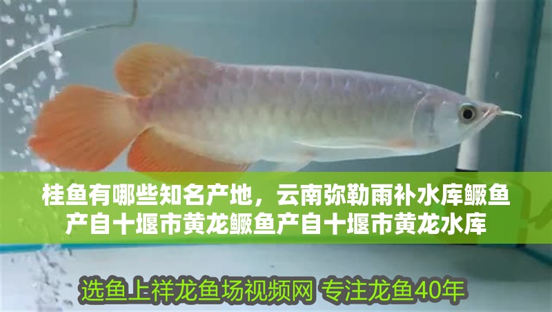 桂魚有哪些知名產地，云南彌勒雨補水庫鱖魚產自十堰市黃龍鱖魚產自十堰市黃龍水庫