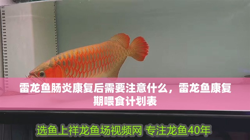 雷龍魚腸炎康復(fù)后需要注意什么，雷龍魚康復(fù)期喂食計劃表