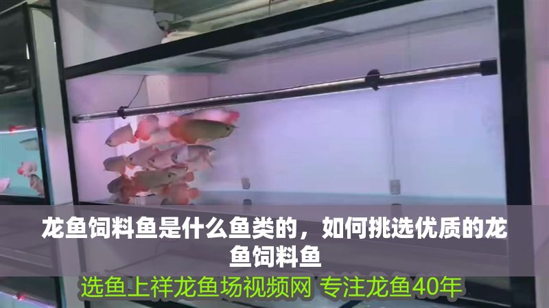 龍魚飼料魚是什么魚類的，如何挑選優(yōu)質的龍魚飼料魚