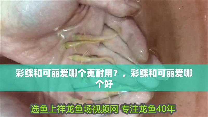 彩鰈和可麗愛哪個(gè)更耐用？，彩鰈和可麗愛哪個(gè)好