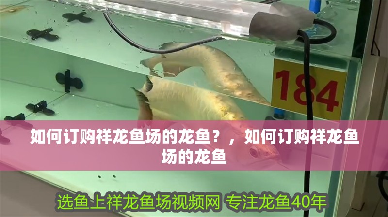 如何訂購祥龍魚場的龍魚？，如何訂購祥龍魚場的龍魚