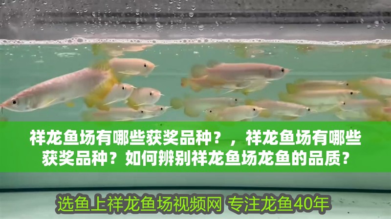 祥龍魚場有哪些獲獎品種？，祥龍魚場有哪些獲獎品種？如何辨別祥龍魚場龍魚的品質？