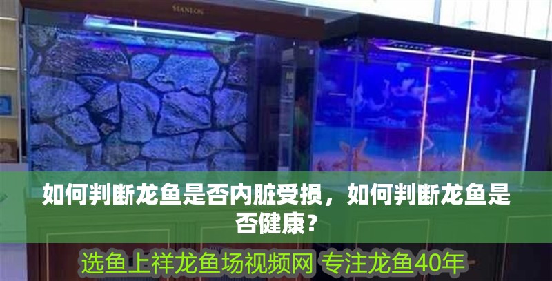 如何判斷龍魚是否內臟受損，如何判斷龍魚是否健康？ 如何判斷龍魚是否內臟受損，如何判斷龍魚是否健康？ 龍魚百科