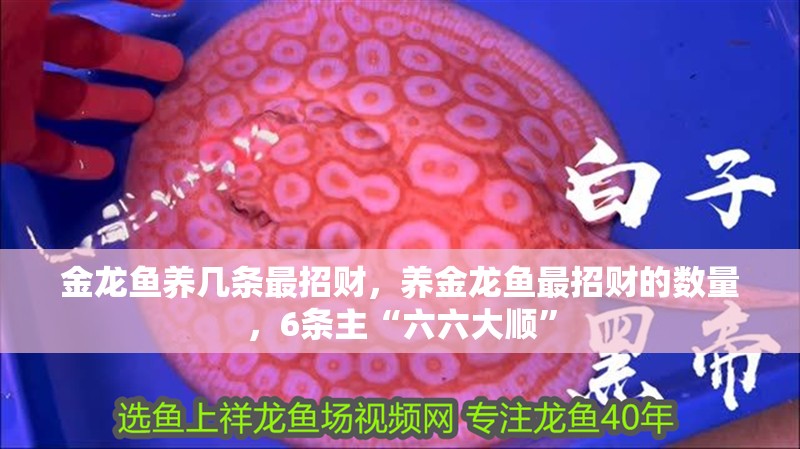 金龍魚養(yǎng)幾條最招財，養(yǎng)金龍魚最招財?shù)臄?shù)量，6條主“六六大順”