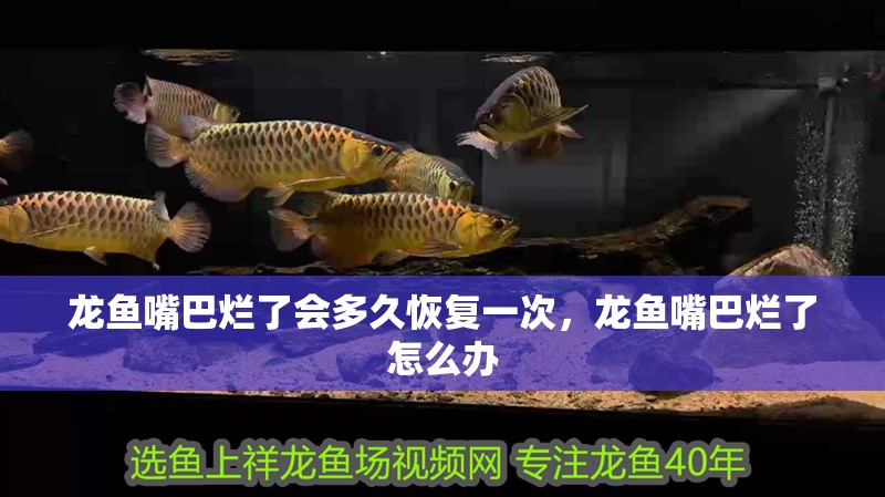 龍魚嘴巴爛了會多久恢復一次，龍魚嘴巴爛了怎么辦