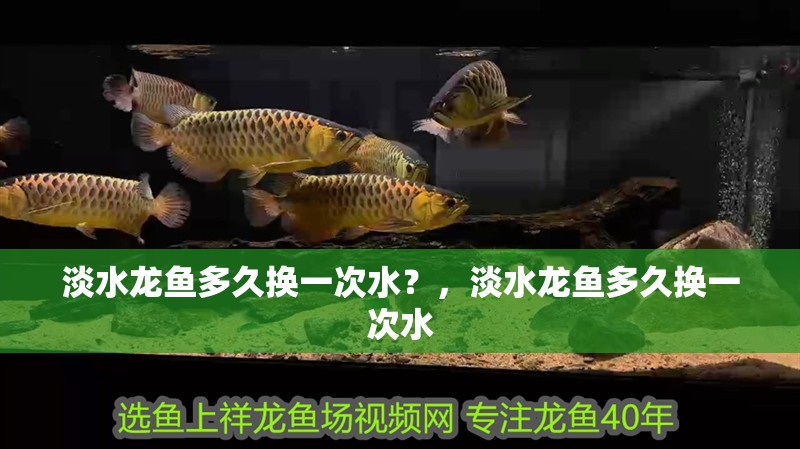 淡水龍魚多久換一次水？，淡水龍魚多久換一次水 淡水龍魚多久換一次水？，淡水龍魚多久換一次水 龍魚百科