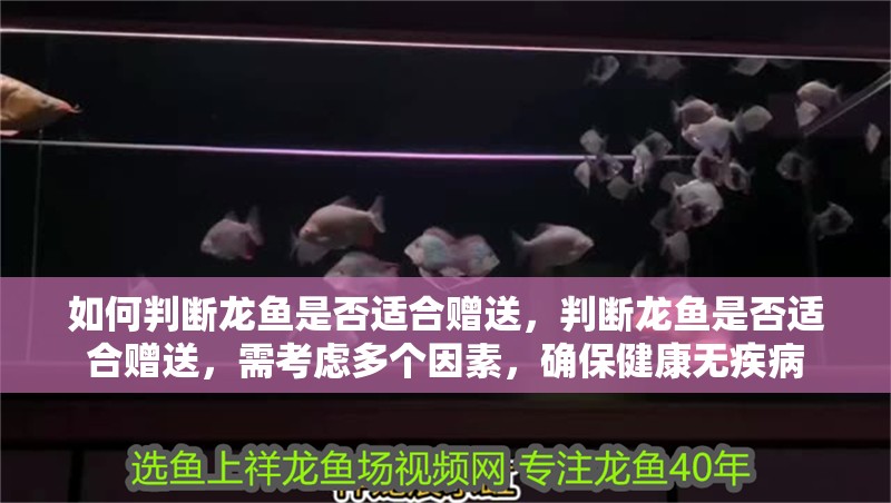 什么魚能和龍魚、虎魚混養(龍魚能和虎魚混養嗎) 如何判斷龍魚是否適合贈送,判斷龍魚是否適合贈送,需考慮多個因素,確保健康無疾病 龍魚百科 如何判斷龍魚是否適合贈送,判斷龍魚是否適合贈送,需考慮多個因素,確保健康無疾病 如何判斷龍魚是否適合贈送,判斷龍魚是否適合贈送,需考慮多個因素,確保健康無疾病 龍魚百科