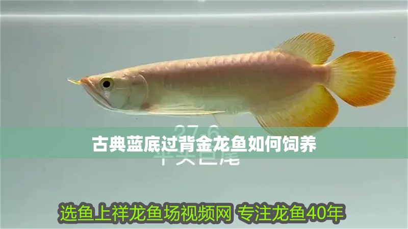 古典藍底過背金龍魚如何飼養