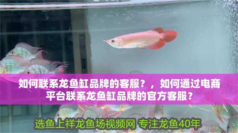 如何聯系龍魚缸品牌的客服？，如何通過電商平臺聯系龍魚缸品牌的官方客服？