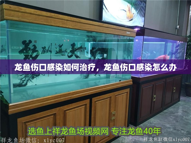 龍魚傷口感染如何治療，龍魚傷口感染怎么辦