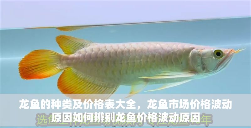龍魚的種類及價格表大全，龍魚市場價格波動原因如何辨別龍魚價格波動原因