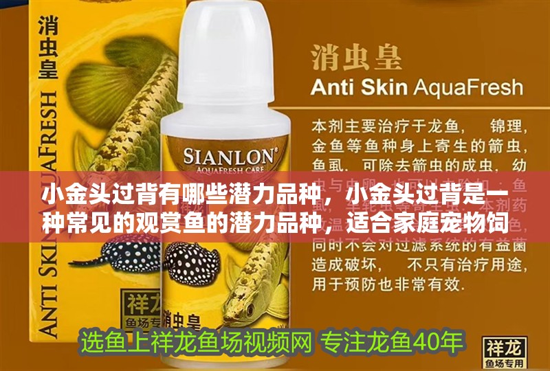 小金頭過背有哪些潛力品種，小金頭過背是一種常見的觀賞魚的潛力品種，適合家庭寵物飼養 小金頭過背有哪些潛力品種，小金頭過背是一種常見的觀賞魚的潛力品種，適合家庭寵物飼養 龍魚百科