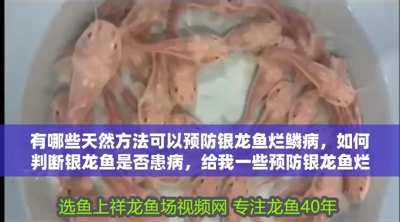 詳細(xì)閱讀:有哪些天然方法可以預(yù)防銀龍魚(yú)爛鱗病,如何判斷銀龍魚(yú)是否患病,給我一些預(yù)防銀龍魚(yú)爛鱗病的天然方法 有哪些天然方法可以預(yù)防銀龍魚(yú)爛鱗病,如何判斷銀龍魚(yú)是否患病,給我一些預(yù)防銀龍魚(yú)爛鱗病的天然方法