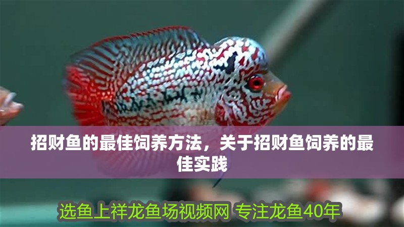招財魚的最佳飼養方法，關于招財魚飼養的最佳實踐