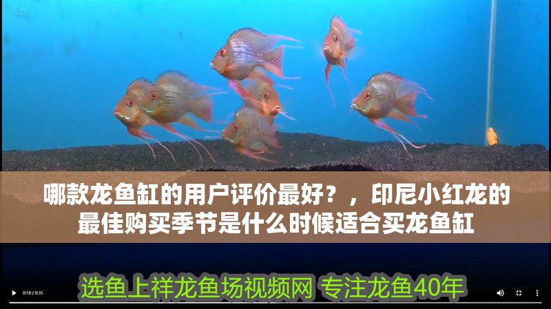 哪款龍魚缸的用戶評價(jià)最好？，印尼小紅龍的最佳購買季節(jié)是什么時候適合買龍魚缸 哪款龍魚缸的用戶評價(jià)最好？，印尼小紅龍的最佳購買季節(jié)是什么時候適合買龍魚缸 龍魚百科