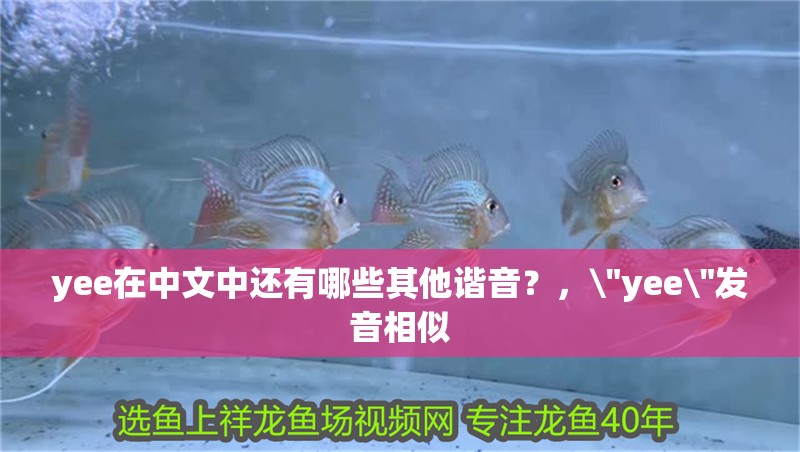 yee在中文中還有哪些其他諧音？，\