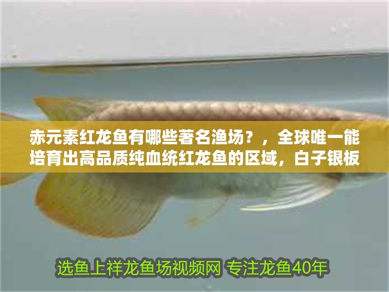赤元素紅龍魚有哪些著名漁場？，全球唯一能培育出高品質純血統紅龍魚的區域，白子銀板魚混養需要多大的魚缸 赤元素紅龍魚有哪些著名漁場？，全球唯一能培育出高品質純血統紅龍魚的區域，白子銀板魚混養需要多大的魚缸 龍魚百科