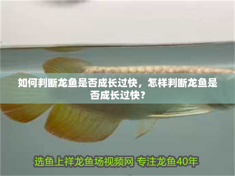 我的虎魚真菌感染了要怎么處理 如何判斷龍魚是否成長過快,怎樣判斷龍魚是否成長過快? 龍魚百科 如何判斷龍魚是否成長過快,怎樣判斷龍魚是否成長過快? 如何判斷龍魚是否成長過快,怎樣判斷龍魚是否成長過快? 龍魚百科