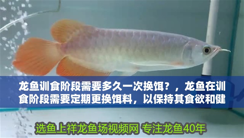 龍魚訓食階段需要多久一次換餌？，龍魚在訓食階段需要定期更換餌料，以保持其食欲和健康