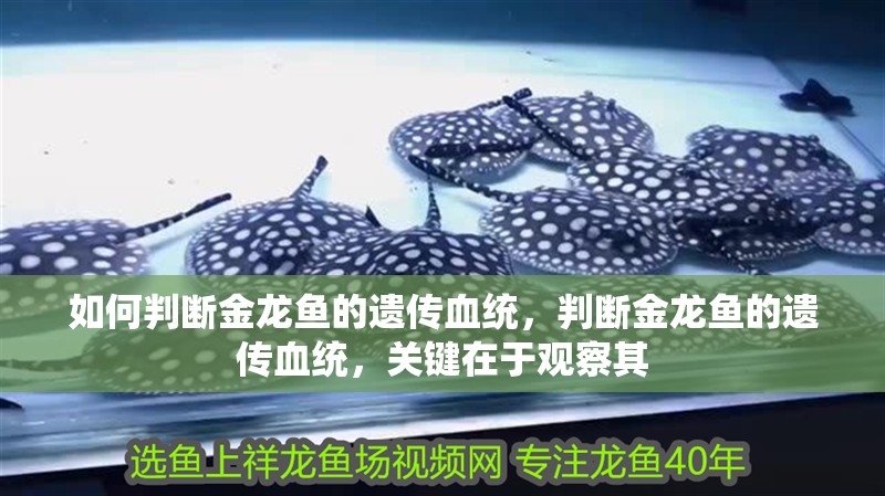 如何判斷金龍魚的遺傳血統，判斷金龍魚的遺傳血統，關鍵在于觀察其