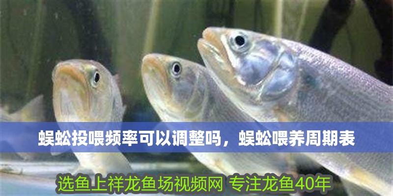 蜈蚣投喂頻率可以調整嗎，蜈蚣喂養周期表 蜈蚣投喂頻率可以調整嗎，蜈蚣喂養周期表 龍魚百科