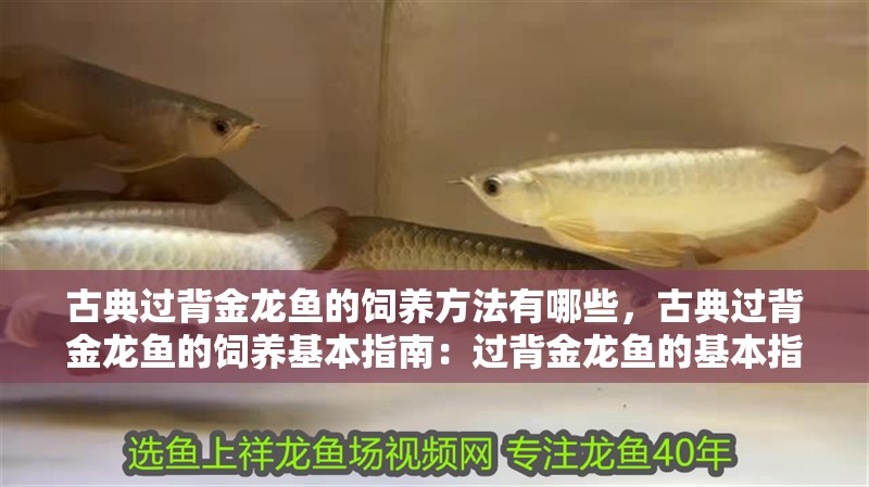 古典過背金龍魚的飼養方法有哪些，古典過背金龍魚的飼養基本指南：過背金龍魚的基本指南
