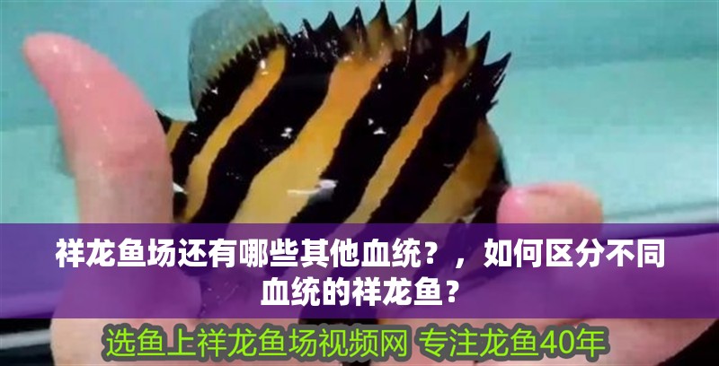 祥龍魚場還有哪些其他血統？，如何區分不同血統的祥龍魚？