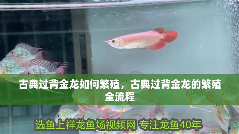 古典過背金龍如何繁殖，古典過背金龍的繁殖全流程 古典過背金龍如何繁殖，古典過背金龍的繁殖全流程 龍魚百科