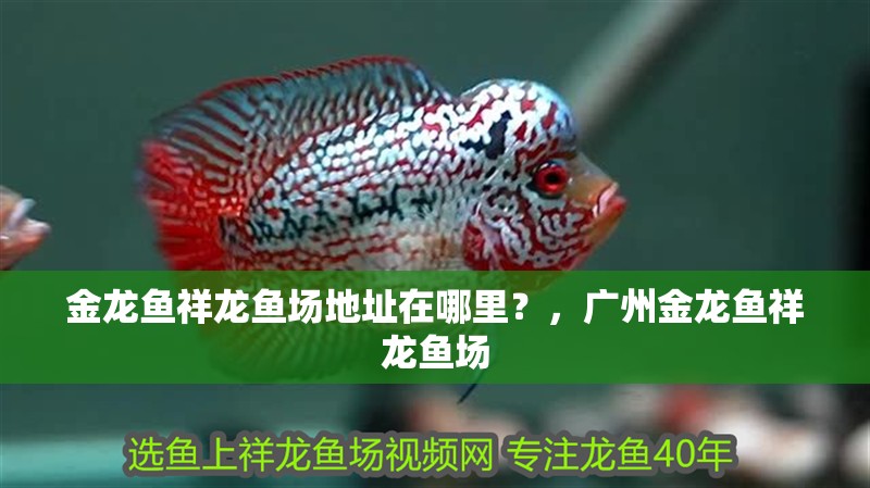 金龍魚(yú)祥龍魚(yú)場(chǎng)地址在哪里？，廣州金龍魚(yú)祥龍魚(yú)場(chǎng) 金龍魚(yú)祥龍魚(yú)場(chǎng)地址在哪里？，廣州金龍魚(yú)祥龍魚(yú)場(chǎng) 龍魚(yú)百科