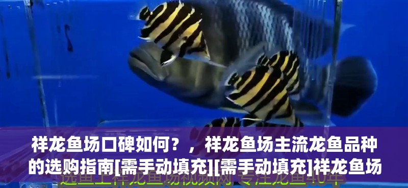 祥龍魚場口碑如何？，祥龍魚場主流龍魚品種的選購指南[需手動填充][需手動填充]祥龍魚場口碑分析 祥龍魚場口碑如何？，祥龍魚場主流龍魚品種的選購指南[需手動填充][需手動填充]祥龍魚場口碑分析 龍魚百科