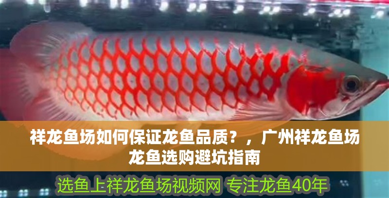 祥龍魚場如何保證龍魚品質？，廣州祥龍魚場龍魚選購避坑指南 祥龍魚場如何保證龍魚品質？，廣州祥龍魚場龍魚選購避坑指南 龍魚百科