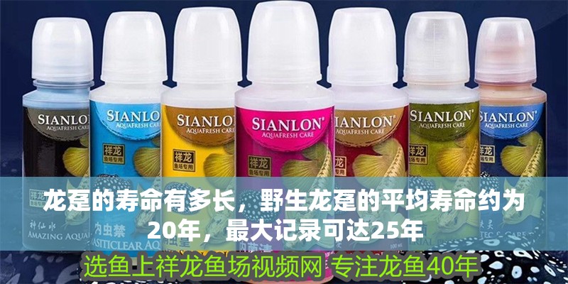 龍躉的壽命有多長，野生龍躉的平均壽命約為20年，最大記錄可達25年