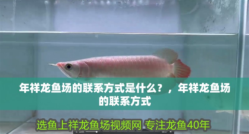 年祥龍魚場的聯系方式是什么？，年祥龍魚場的聯系方式