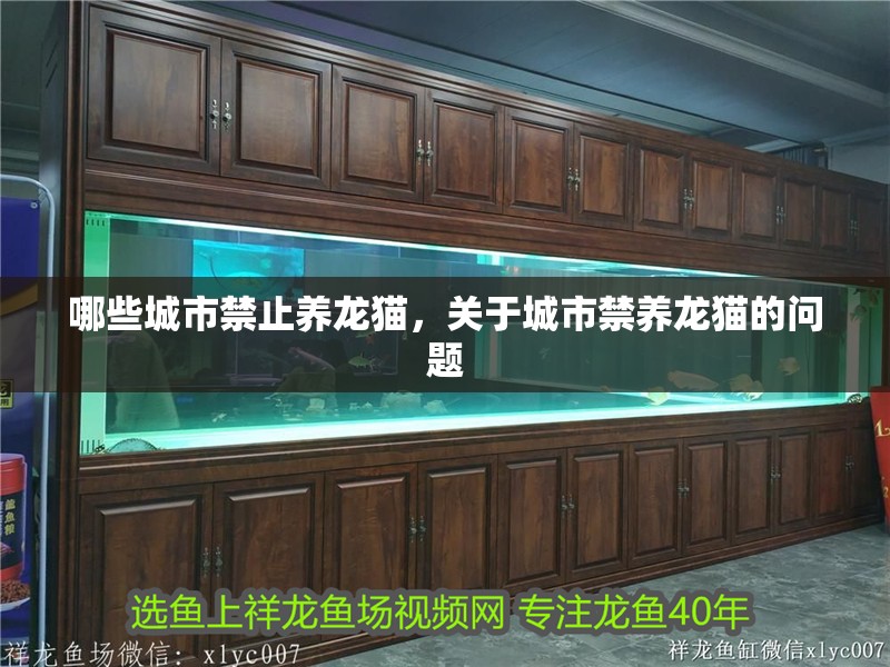 魚缸造景先放沙還是先放水(魚缸造景先鋪沙還是先放石頭) 哪些城市禁止養龍貓,關于城市禁養龍貓的問題 龍魚百科 哪些城市禁止養龍貓,關于城市禁養龍貓的問題 哪些城市禁止養龍貓,關于城市禁養龍貓的問題 龍魚百科