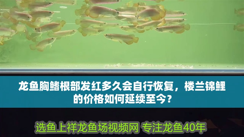 龍魚胸鰭根部發紅多久會自行恢復，樓蘭錦鯉的價格如何延續至今？ 龍魚胸鰭根部發紅多久會自行恢復，樓蘭錦鯉的價格如何延續至今？ 龍魚百科